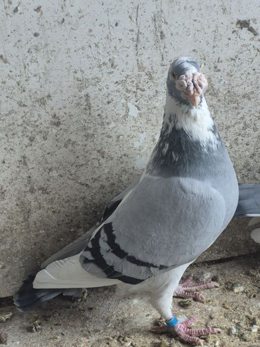 Gołebie Staropolskie