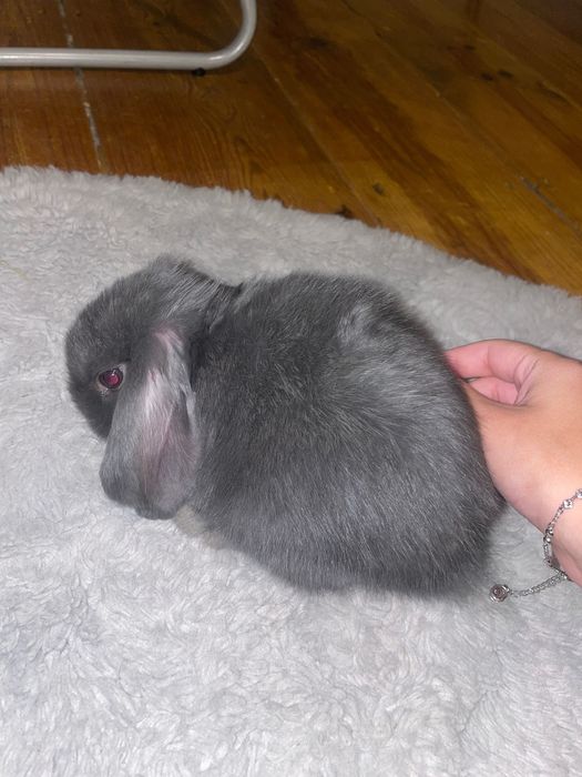 coelho anão 6 meses