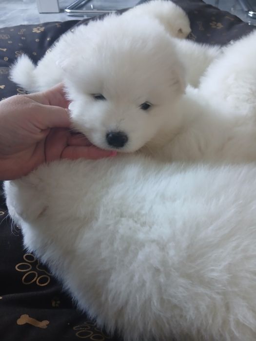 Samoyed ślicznej białe  misie do odbioru OSTATNI samiec