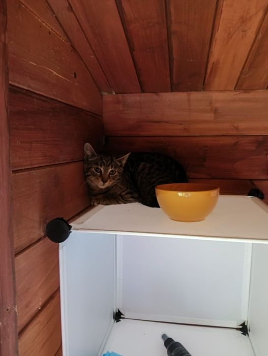 3,5 msc Tosia do adopcji! Dom niewychodzący