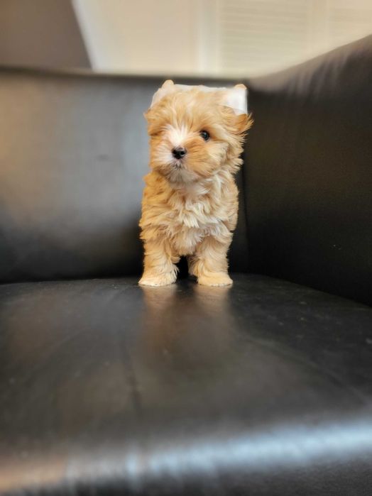 Yorkshire Terrier rezerwacja