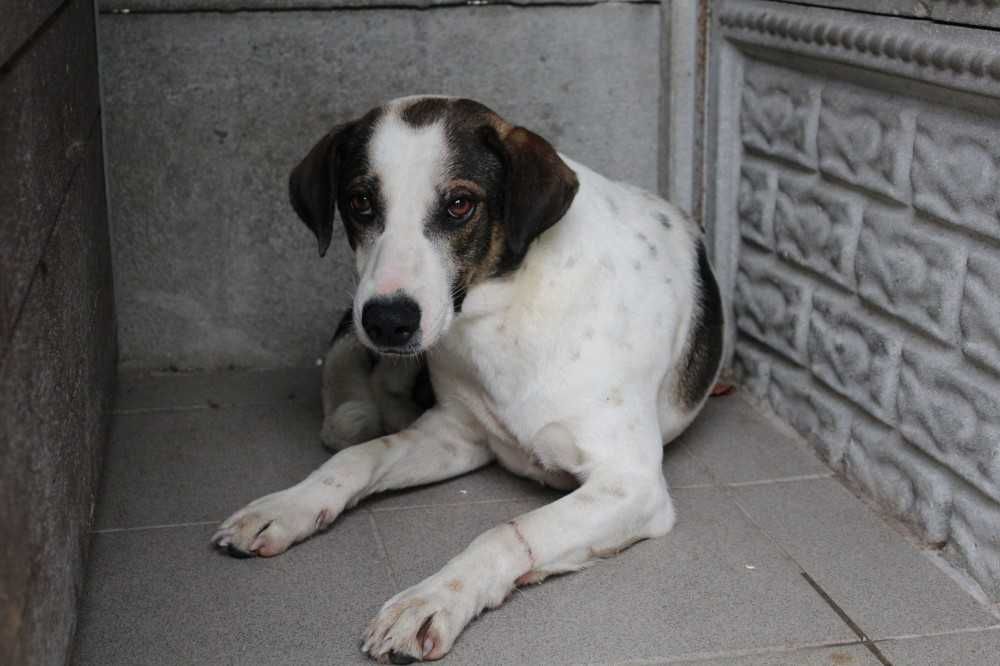 Nie dostał imienia, w schronisku bez wolontariatu siedzi 7 lat !