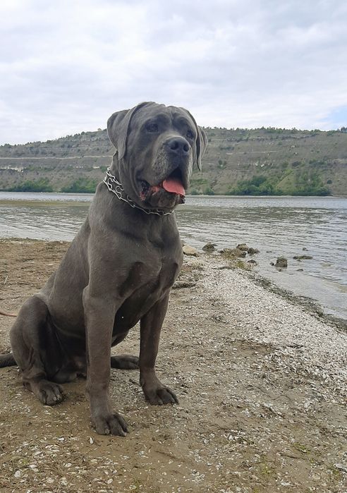 Кане корсо,,,Цезар,,вязка сірого кабеля