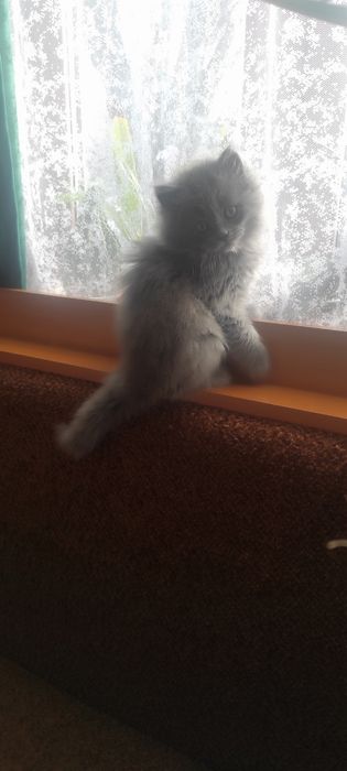 Грайлива дівчинка готова до переїзду