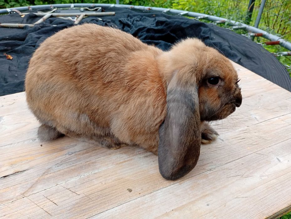 2 Samczyki Baran Francuski POLECAM