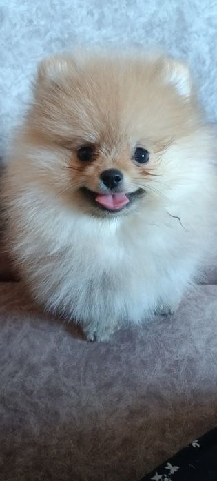 Дівчинка померанського шпіца КСУ.