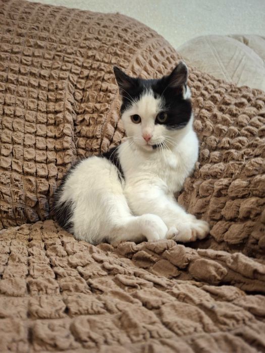 Котик, кошеня, котенок Первомайск