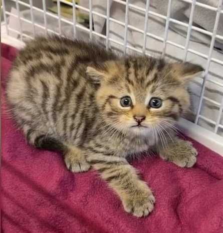 Помощь содержания животных, для переселенцев.