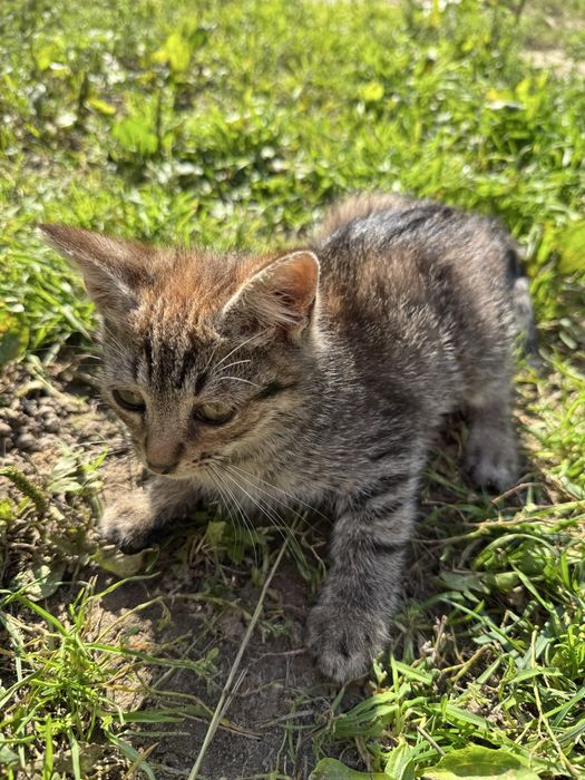 Кошенята в добрі руки