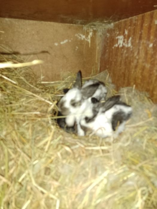 Sprzedam młode króliki