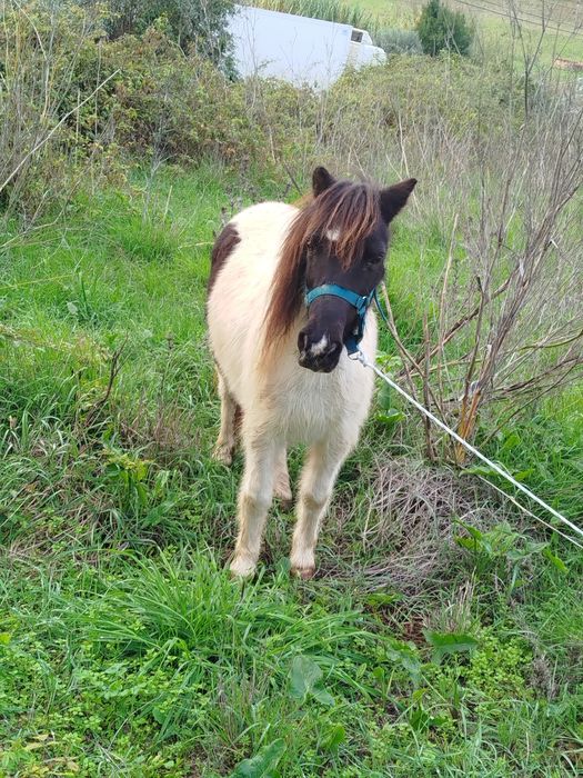 Segue para venda pônei fêmea mansinha