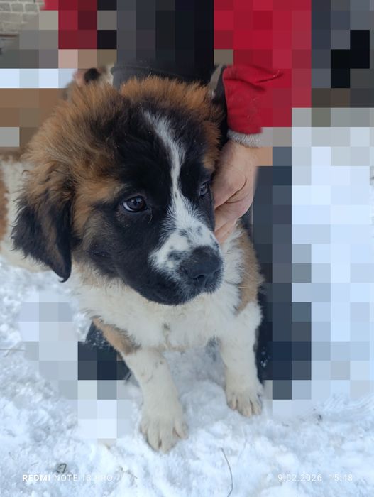 Szczenię suczka Bernardyn