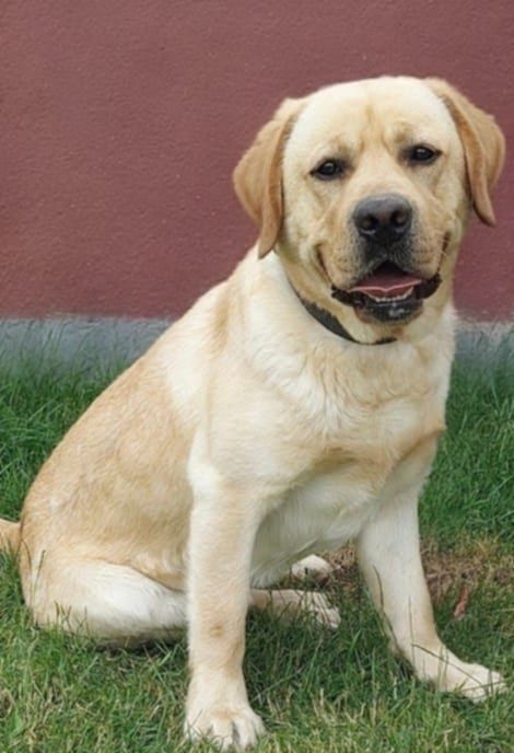 Labrador Retriever, zapraszam do rezerwacji