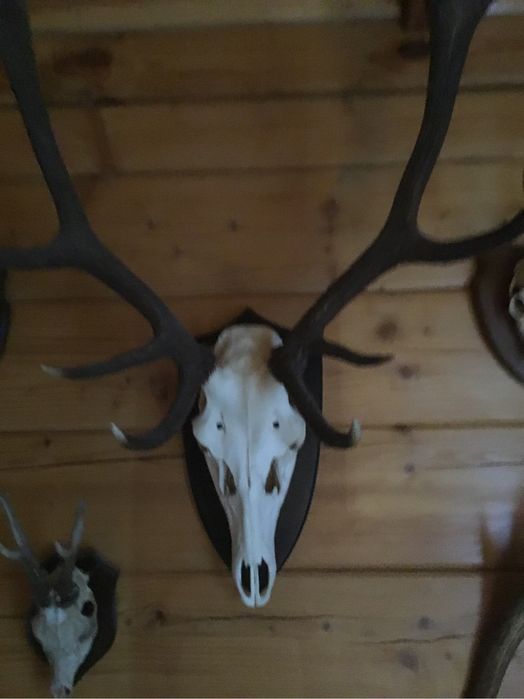 Poroża jelenia zestaw kolekcjonerski