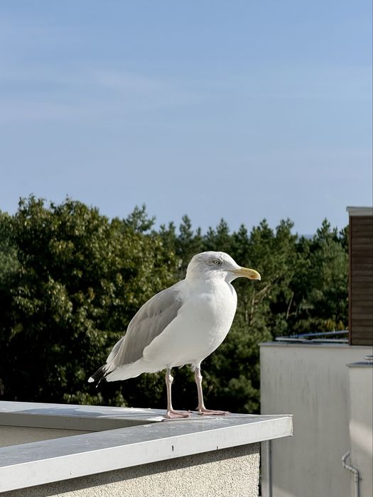 APARTAMENTY Noclegi nad morzem w Hotelu Maloves przy plaży BEZPOŚREDNIO