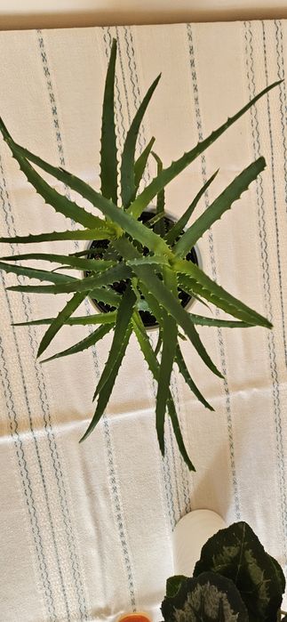 Sprzedam aloes drzewiasty