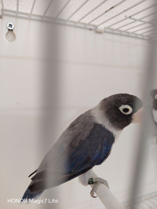 Agapórnis personatus