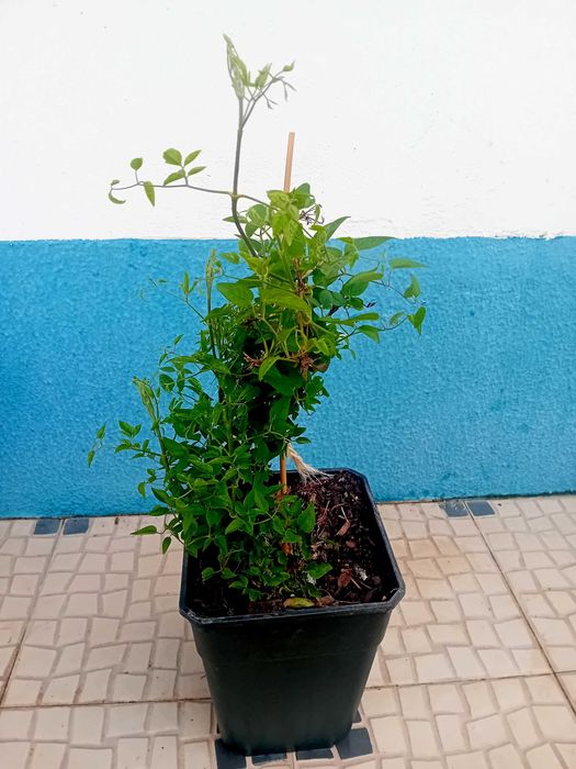 Trepadeira Clematis roxa