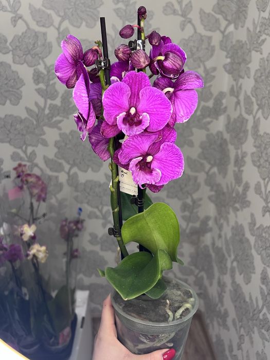Орхідеї асортимент від 100 грн