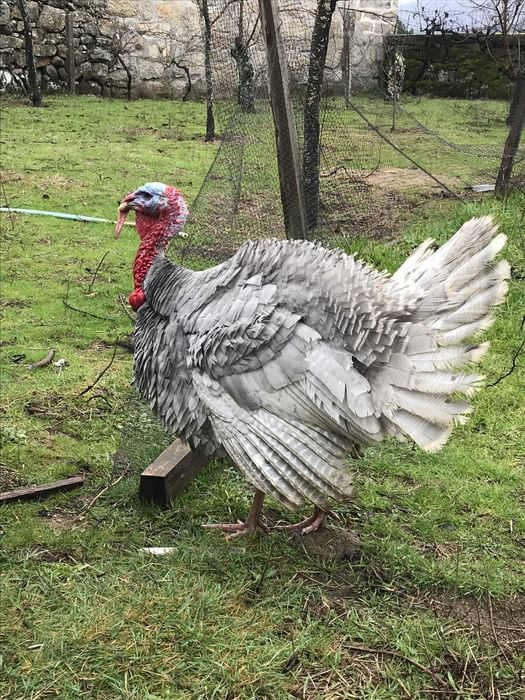 Perus de varias idades