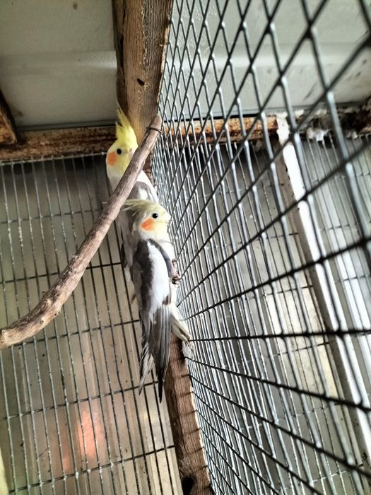 Caturras para troca ou venda