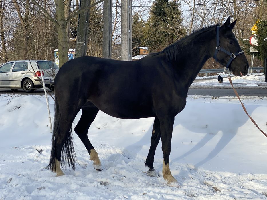 Klacz Zangersheide źrebna