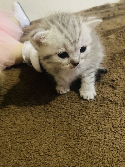 Котята шотландские