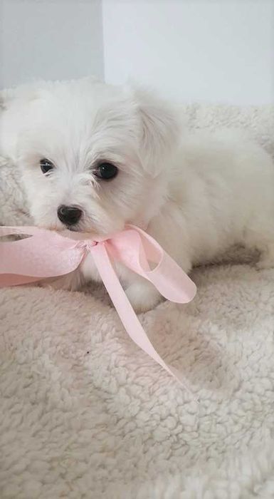 Piękna Mini Sunia Maltańczyk, Pełna dokumentacja.