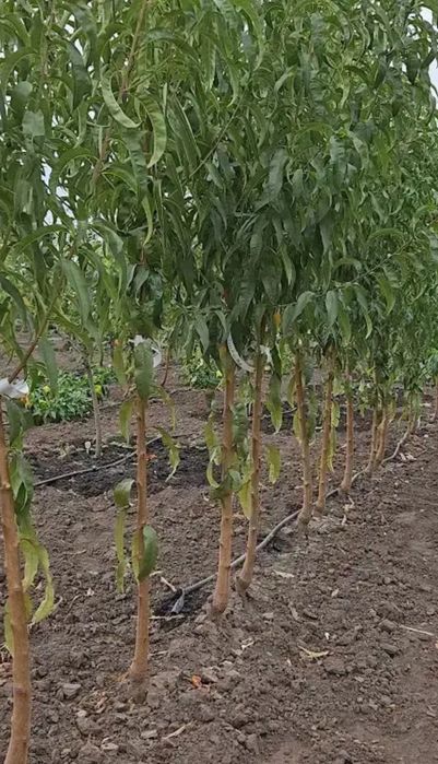 Продам саджанці плодових дерев