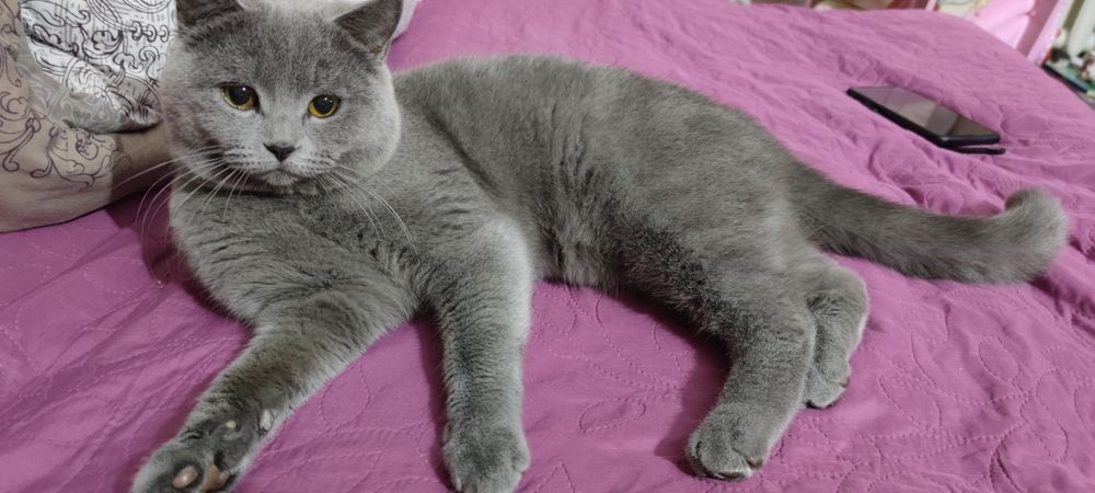 Британський кіт для в’язки