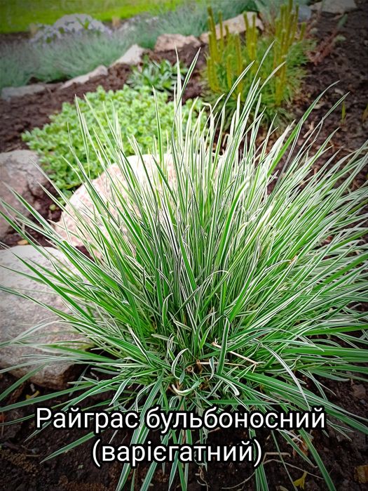 Багаторічні квіти