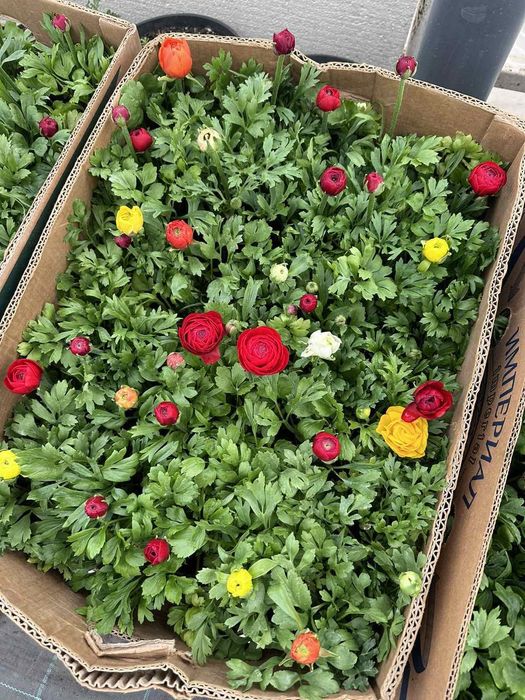 В наявності Лютик