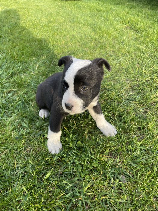 Oddam w dobre ręce uroczą suczkę