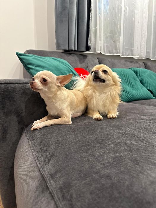 Chihuahua suczka szczenię