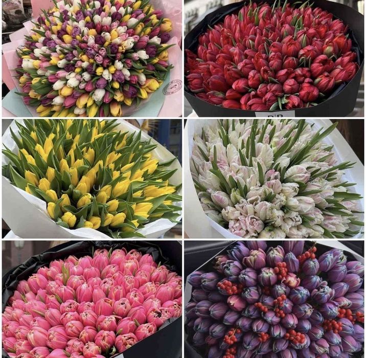 Цибулини тюльпанів після вигонки