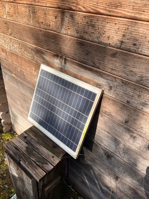 Arpas Vespa Asiática