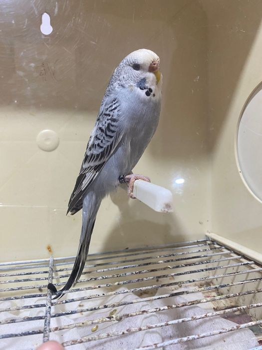 Fêmeas de periquito disponíveis