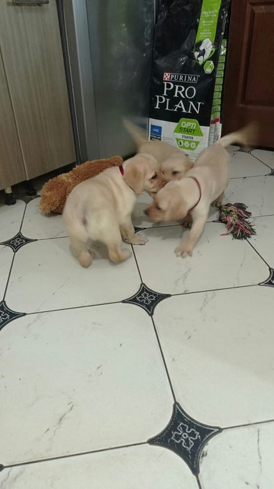 лабрадор ретривер