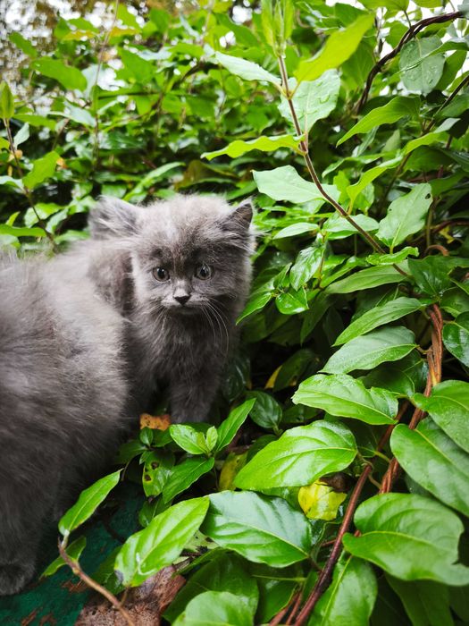 Кошенята у хороші руки