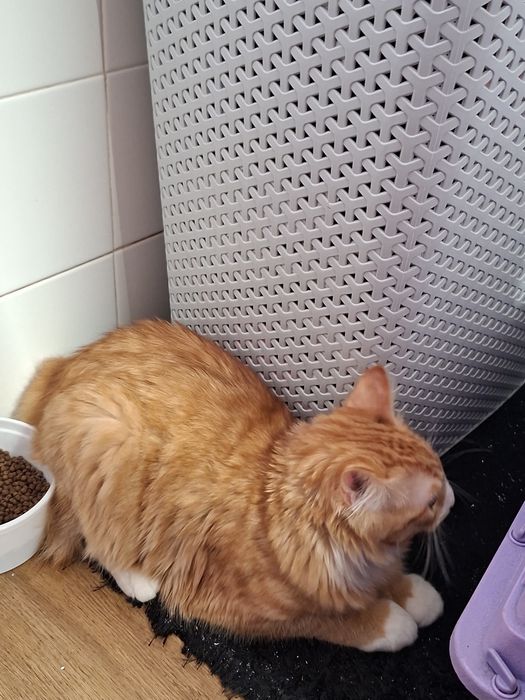Dou gato com 5 meses