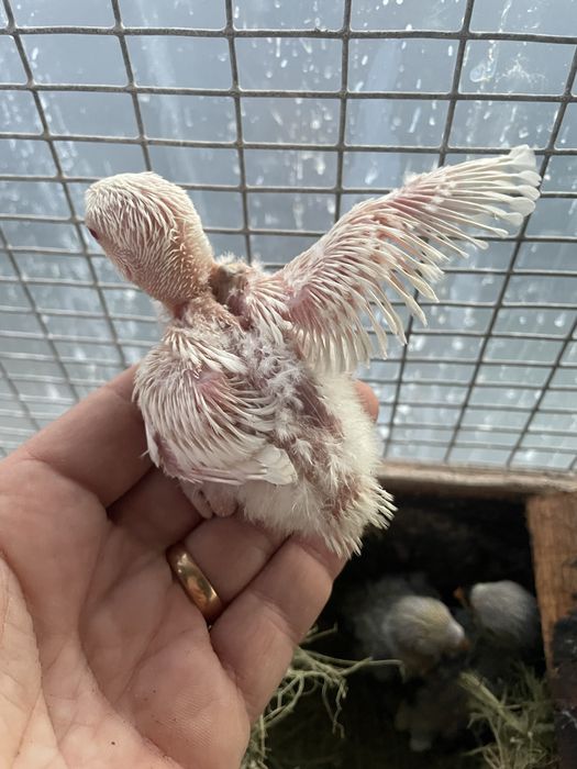 Roseicollis bebés para criar à mão/domesticar