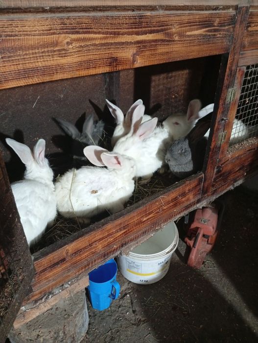 Продам кролів (самці)