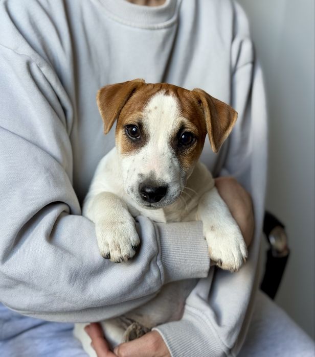jack russell - Собаки - OLX.ua