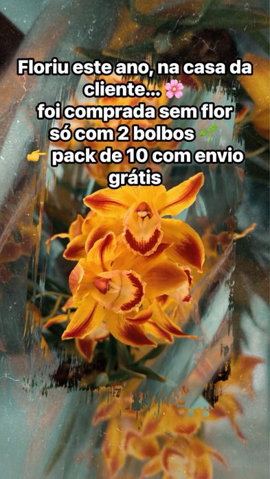 10 orquideas por 49€ sem flor variadas com envio grátis