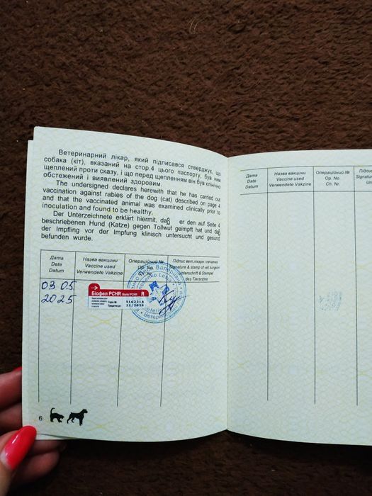 Бенгальский мальчик супер розетка