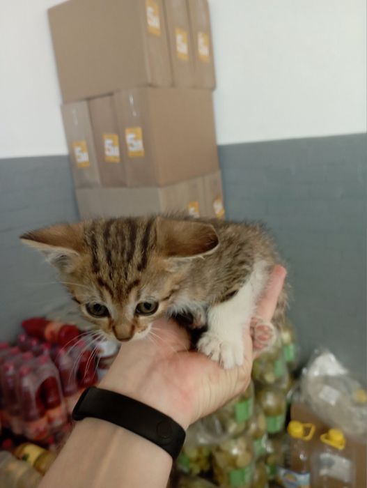 Віддам в добрі руки маленьких кошенят