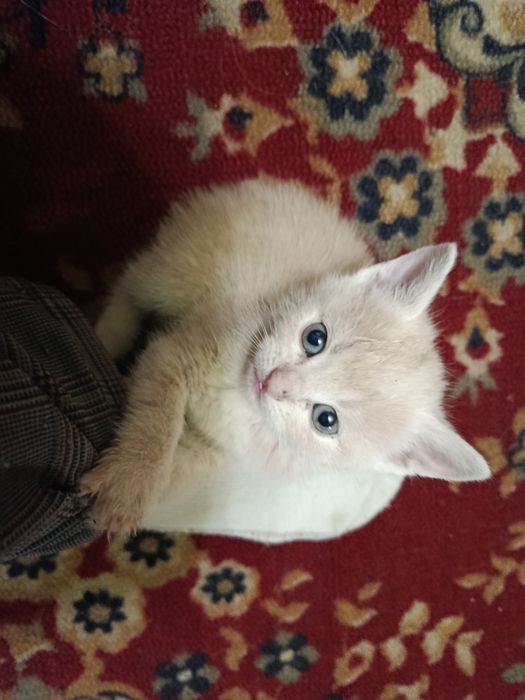 Відам котят в добрі руки