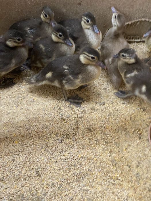 Patos mandarim e carolinos adutos.