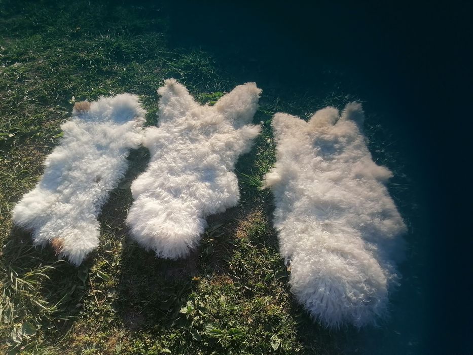 Для декора шикарні баранячу коврики