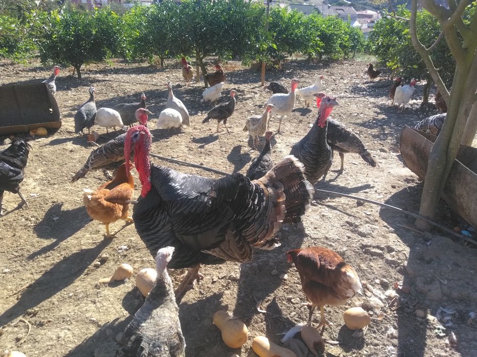 Perus e Fracas do Campo